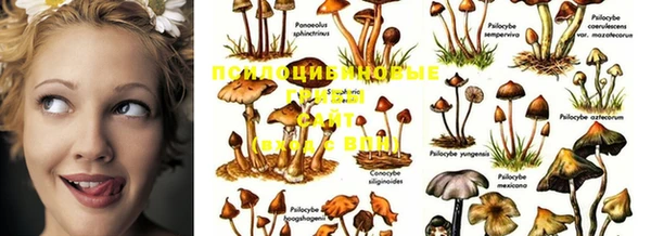 PSILOCYBIN Нефтегорск